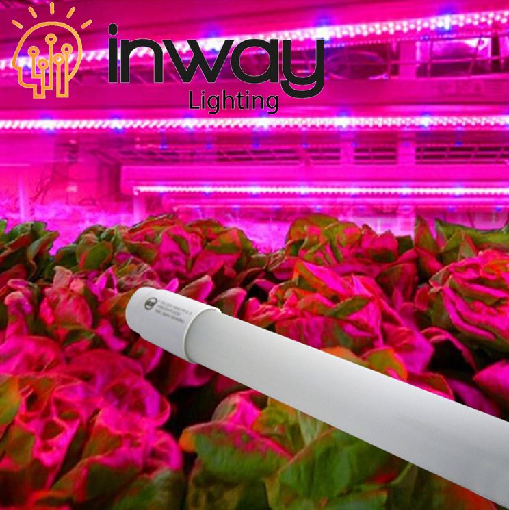 Tubo T8 LED p/Crecimiento de Planta, 18W, 48"(120cm), G13, Rojo+Azul, 100-260Vac, Alimentación Doble, Frost, Glass